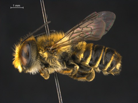 Megachile rotunda